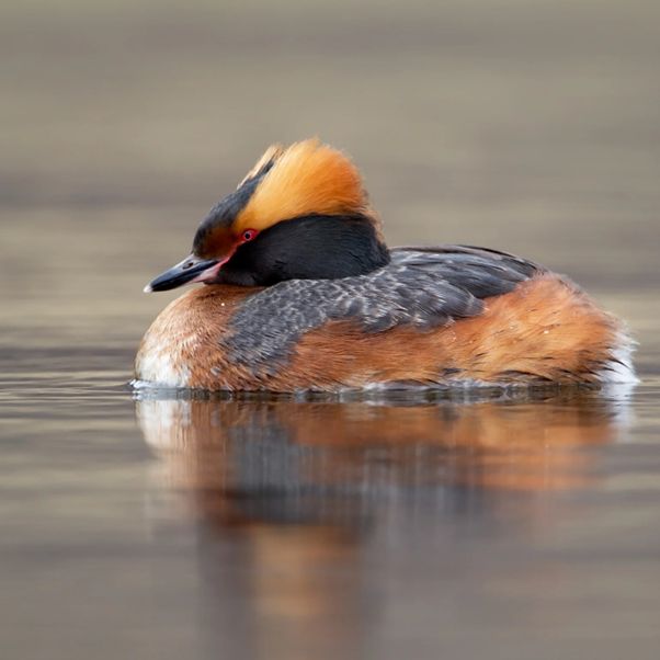 Slavonian Grebe in full breeding plumage on a loch. Photo by Edmund Fellowes / BTO