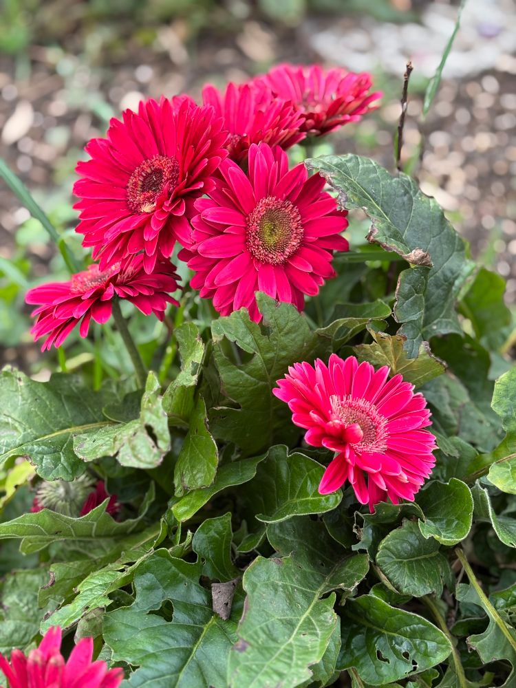 A cluster of hot pink gerbera daisies in bloom. 