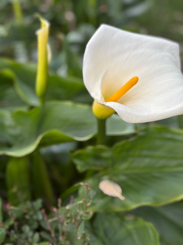 A blooming calla lily. 