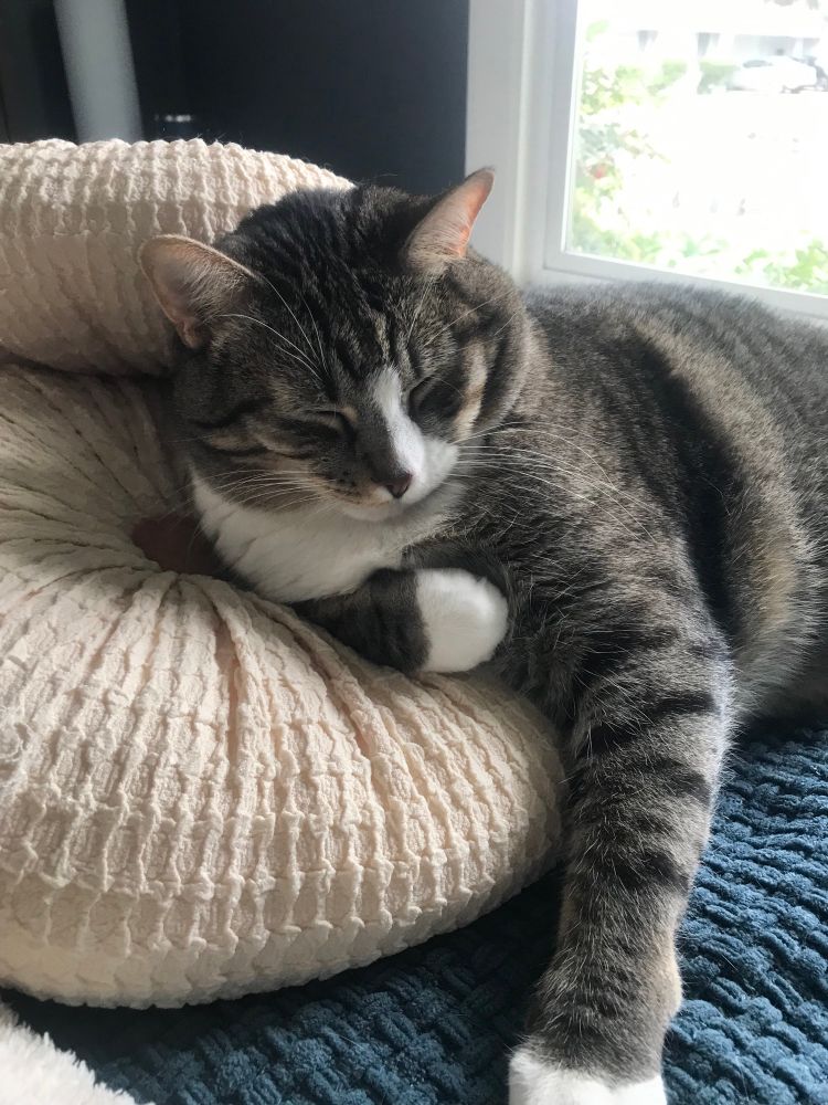 A chunky tabby lounges on a pair of round ivory pillows, looking restful and pleased. 