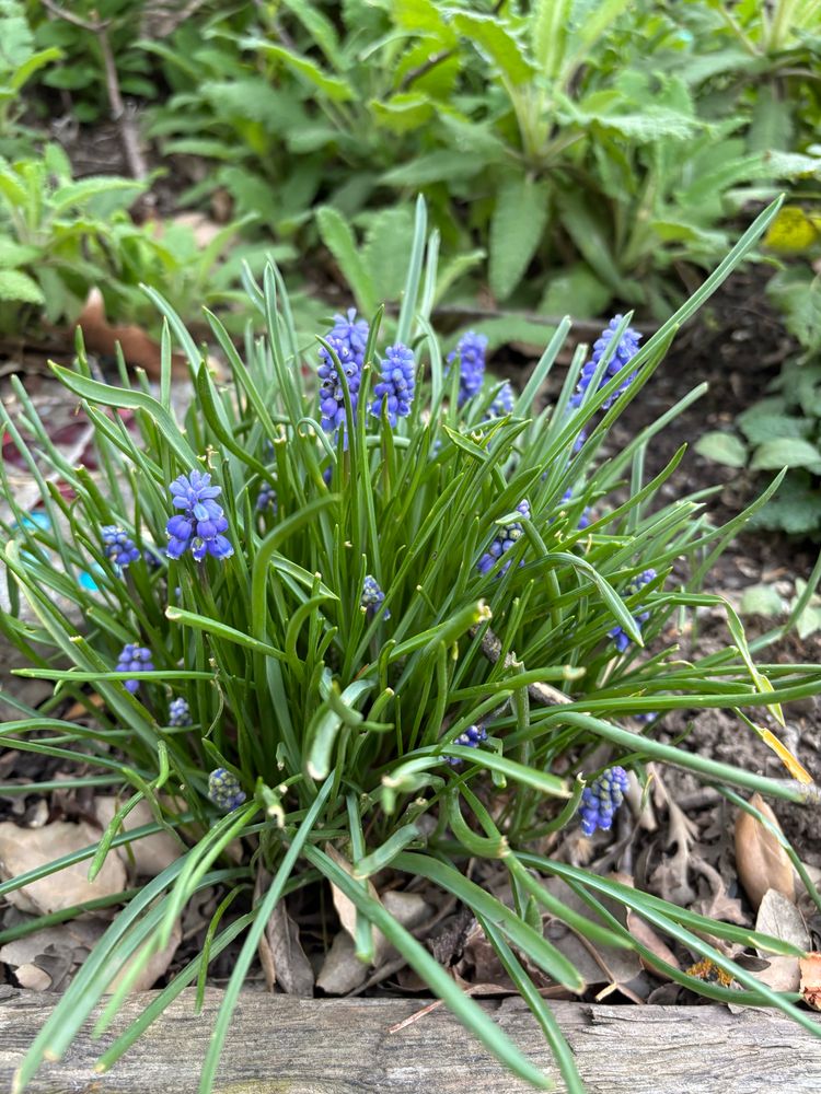 Indigo grape hyacinth blossoms burst from a tuft of green foliage. 