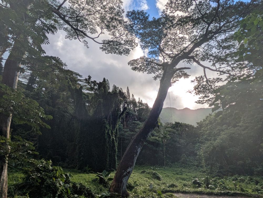 Green 🌿 leaves Blue sky 🔵 sunrise 🌅 misty Morning Manoa Falls 🥾