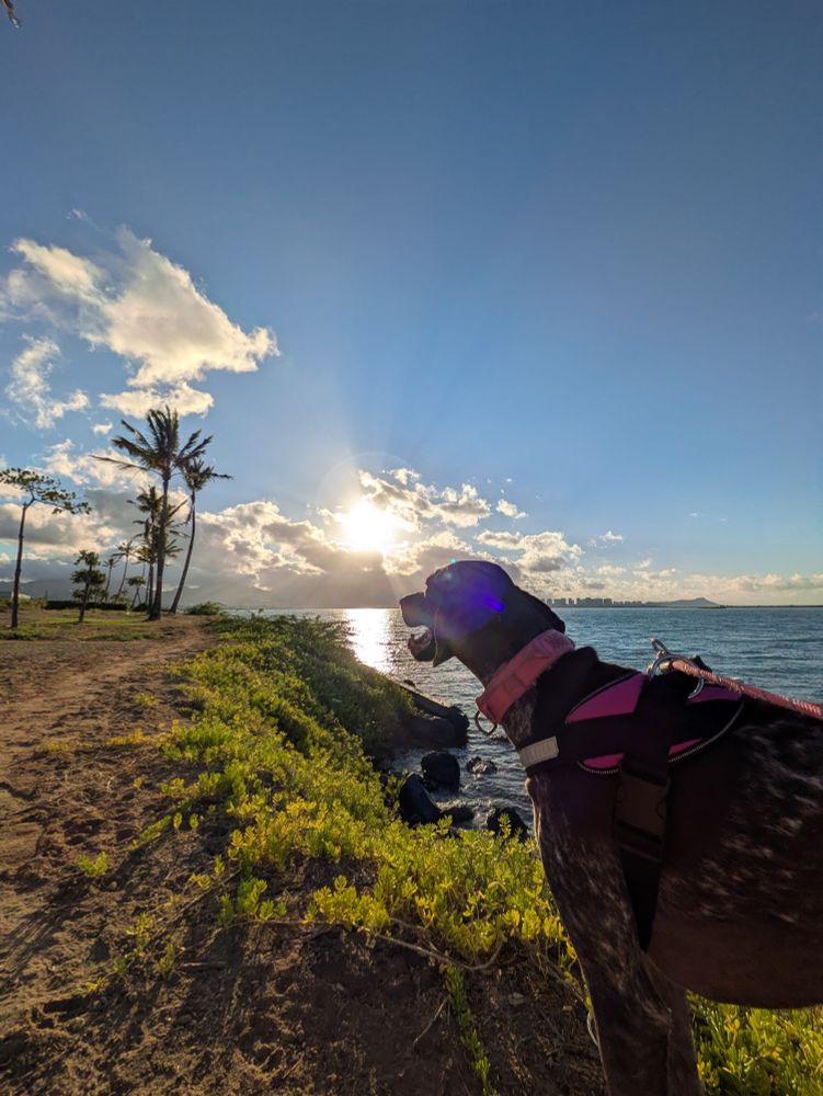 Rosie 🌹 the German Shorthaired Pointer watching the 🌅 sunrise