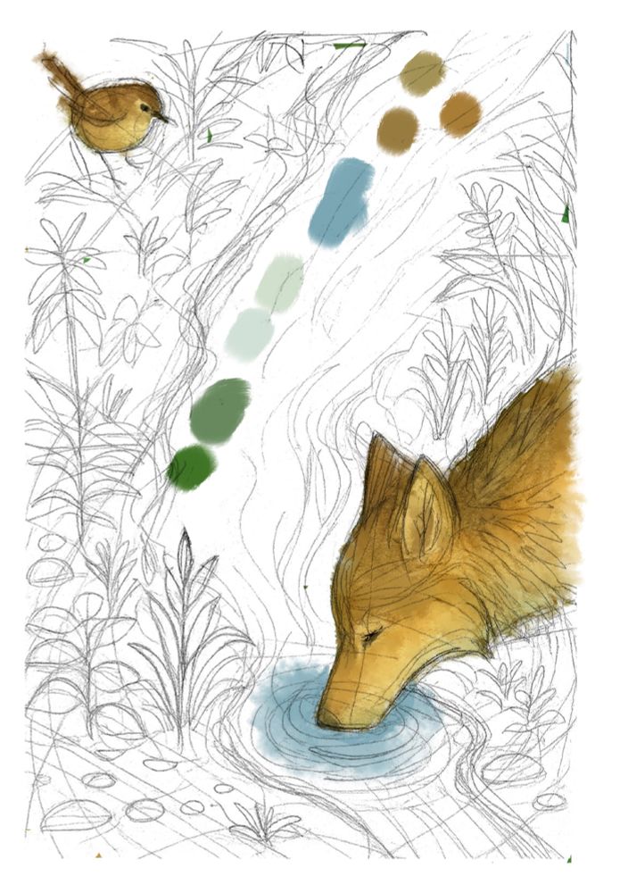A softly sketched illustration in progress, partially colored with watercolor-style brush strokes. On the right, a golden-brown wolf/coyote lowers its head to drink from a small blue pool in a winding creek. At the top left, a small brown wren perches on the bank, looking down toward the wolf-coyote. The background is filled with leafy plants and flowing lines suggesting water and foliage, drawn in pencil. Swatches of color—greens, blues, and browns—are dabbed diagonally across the center of the image, indicating a testing palette. The overall atmosphere is gentle, peaceful, and nature-focused.