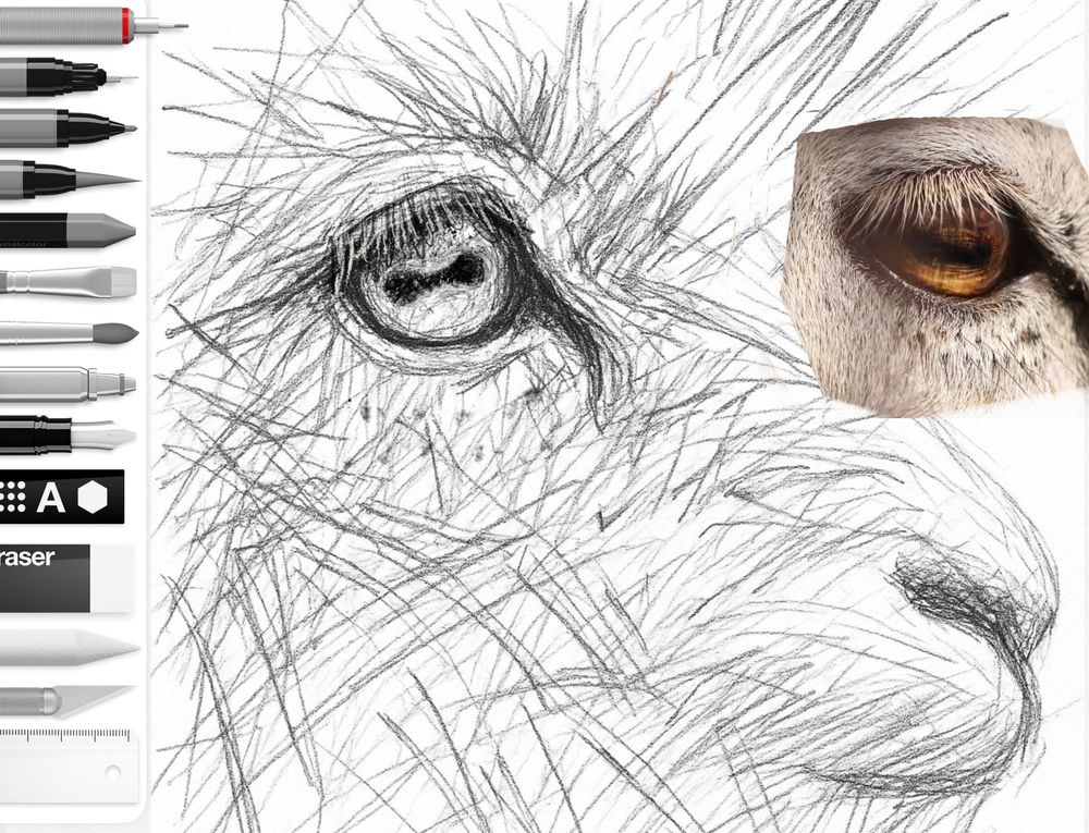 An image shows the sketch in progress, with rough crosshatched pencil lines defining the eye and muzzle, and a reference photo of a real sheep’s amber eye and muzzle overlaid for comparison. 