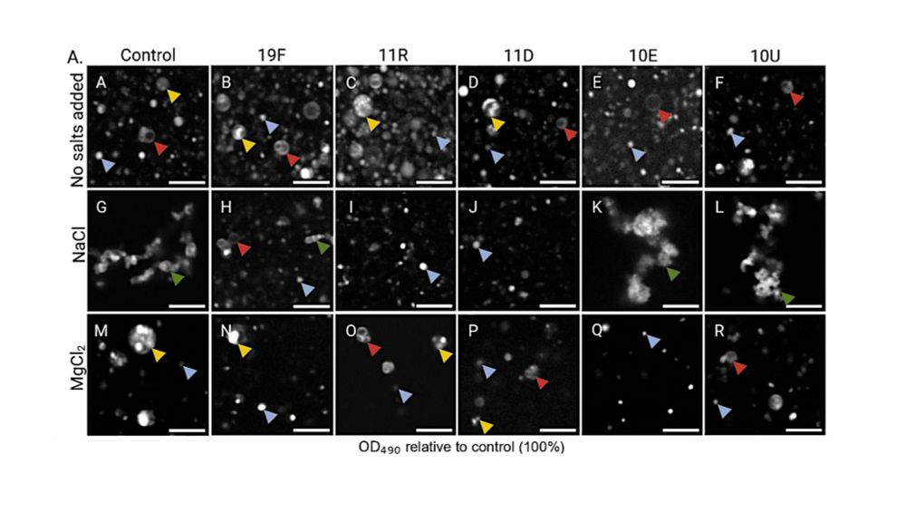 Peptides At Vesicle And Mineral Prebiotic Interfaces - Astrobiology