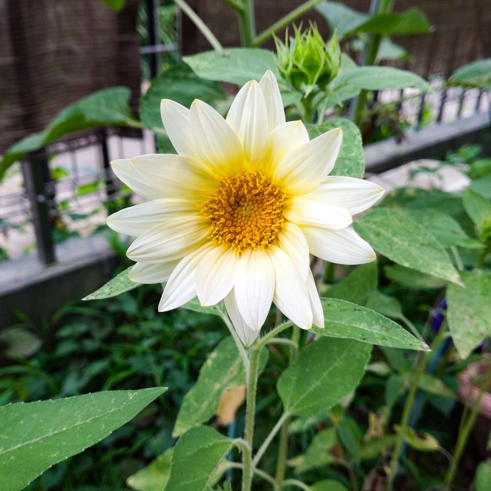 庭に咲くサマーダイヤモンド (白いひまわり)