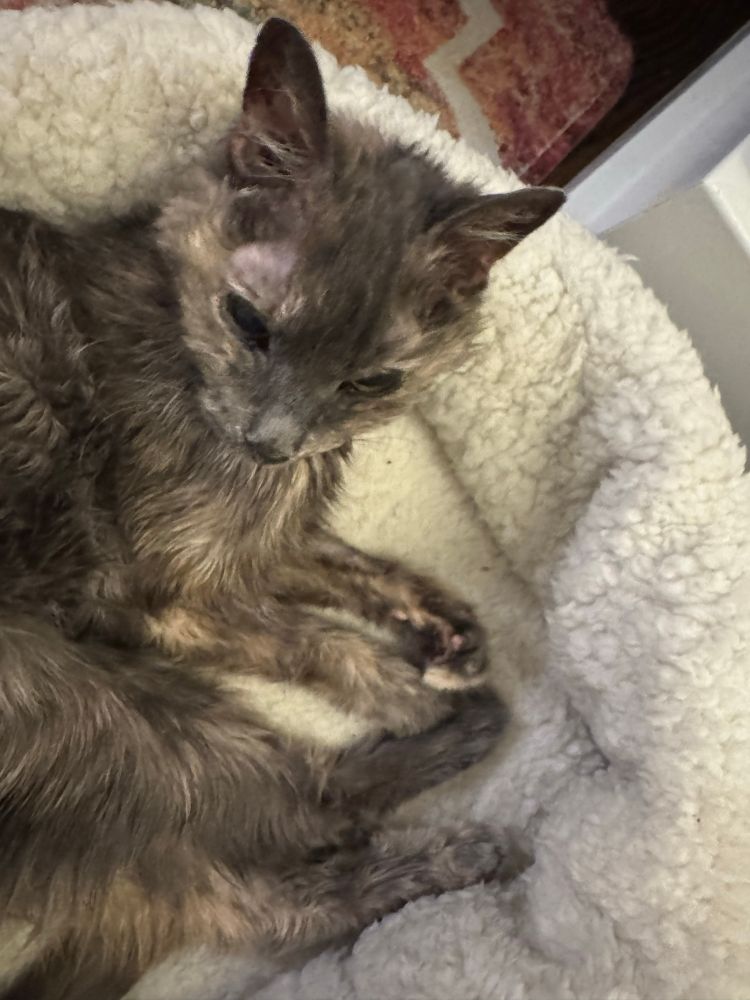 An elderly gray tortie laying in a plush white heated bed with all four paws pointed east. She lifts her head toward the camera with a quizzical look on her face. Her tail and undercarriage were just wiped off after she sat in a bowl of wet cat food. 