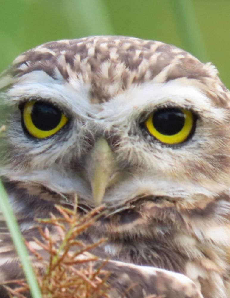 Zoom na carinha da coruja buraqueira 
