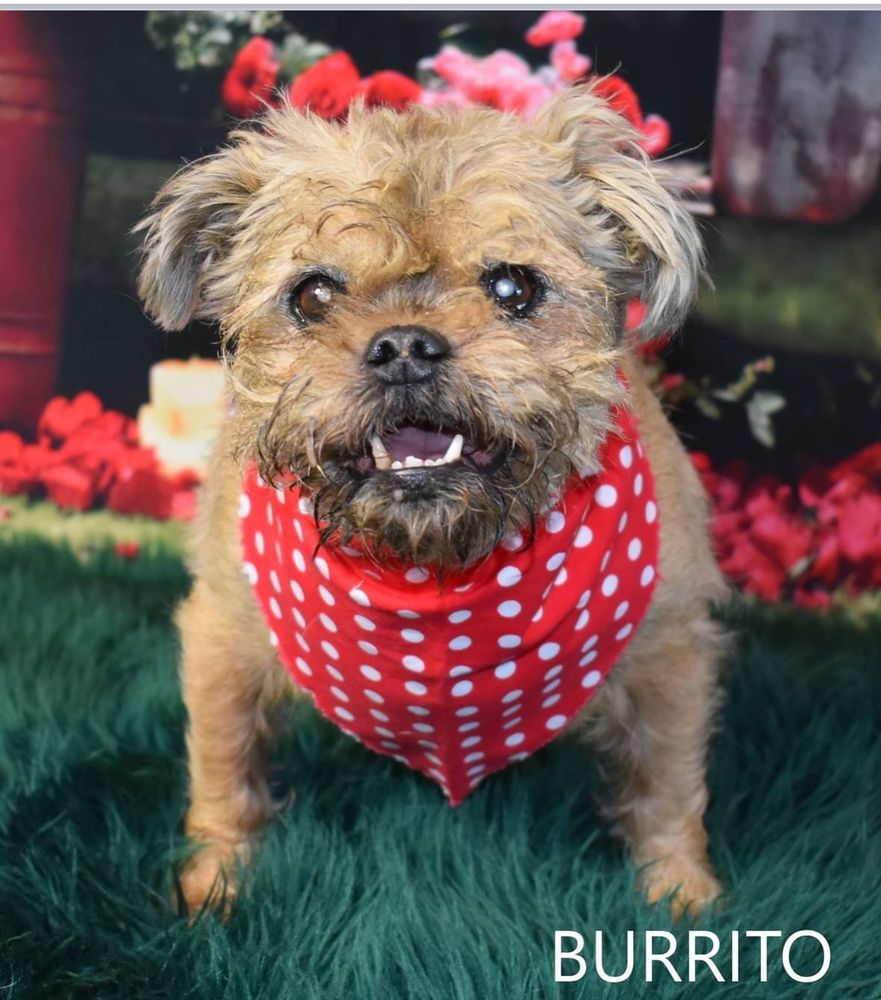 Old brown dog with a polka dot bandanna 
