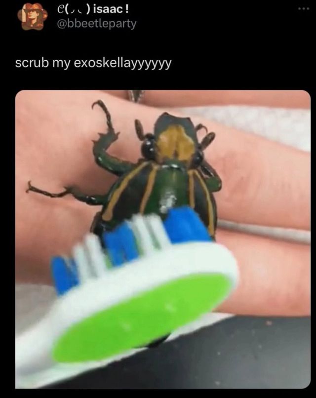 twitter post by user "bbeetleparty" that says "scrub my exoskellayyyyyy" with an attached image of someone rubbing a toothbrush against a big beetle