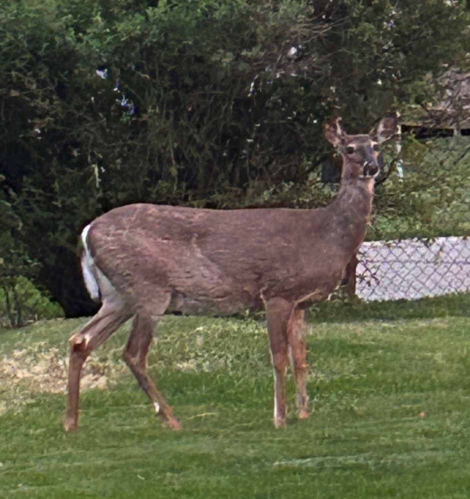 Photo of a young deer, probably about a year old