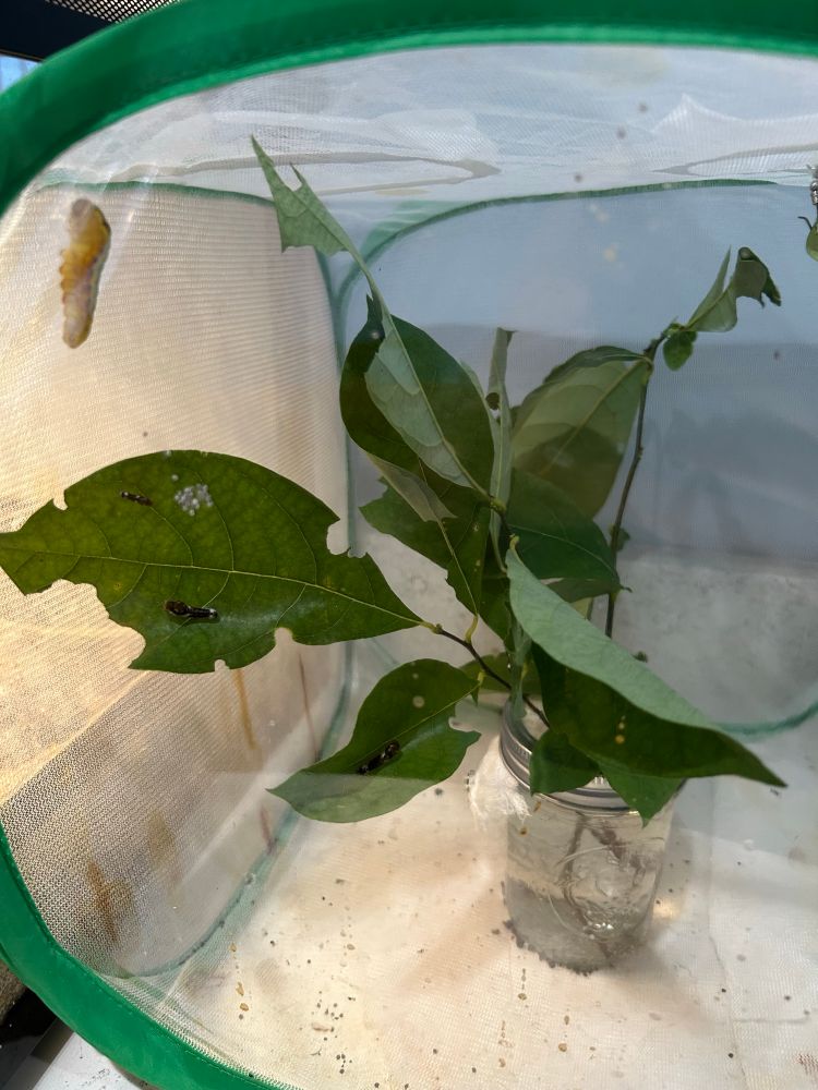 A mesh enclosure full of spicebush swallowtails caterpillars.  They happily curl themselves inside of the leaves for protection.  Many of them are small and look like little blobs of bird poop, while the mature ones turn green, then yellow, then pupate into brown chrysalises with the changing leaves.  The one at the top left is yellow and is anchoring himself in for a big change.