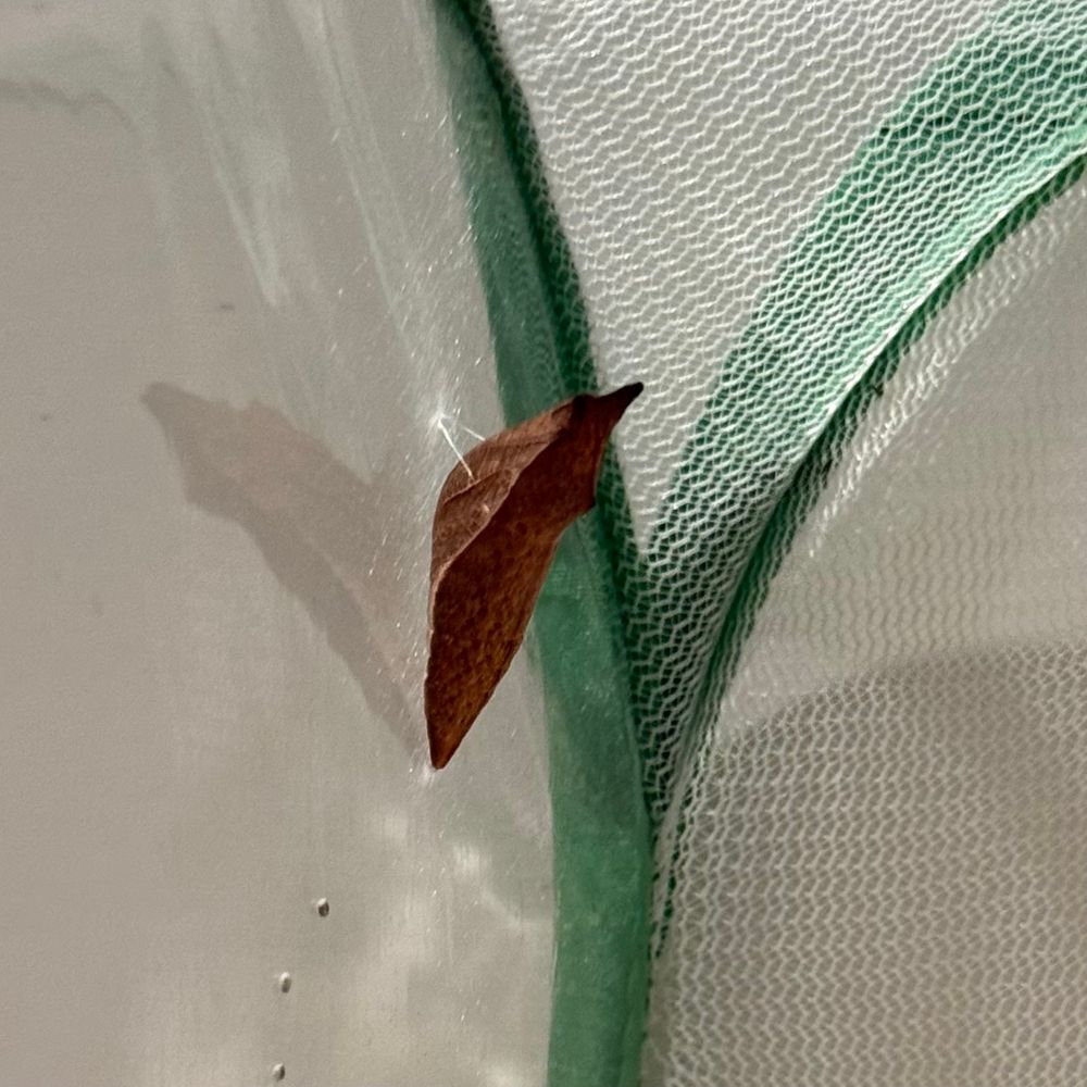 A brown spicebush swallowtail pupae anchored to the side of the enclosure.  Since it anchored on a surface other than a leaf (usually a stem or branch), it’s brown for camouflage.