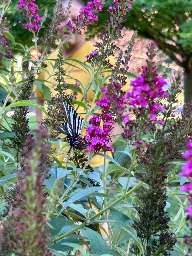A tiger swallowtail, with beautiful blue and black stripes, taking a rest and a snack on my pink butterfly bush.