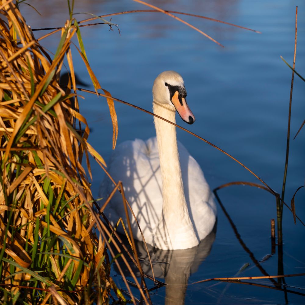 A mute swan on a lake
