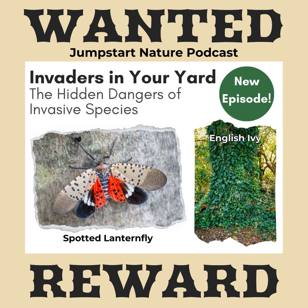 A "wanted" poster highlighting two invasive species: a colorful spotted lanternfly, and climbing english ivy.