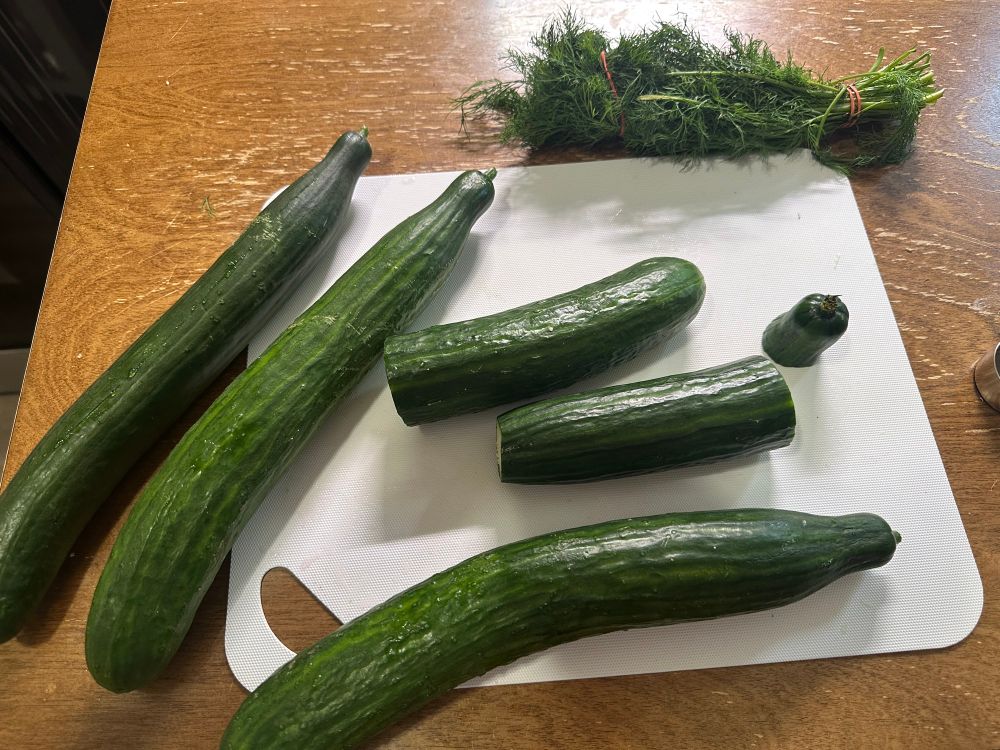four long cucumbers, one cut in half, on a cutting board. Also, a bunch of dill.