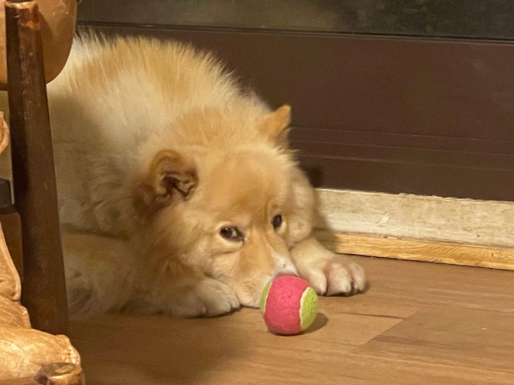 Perry and a tennis ball
