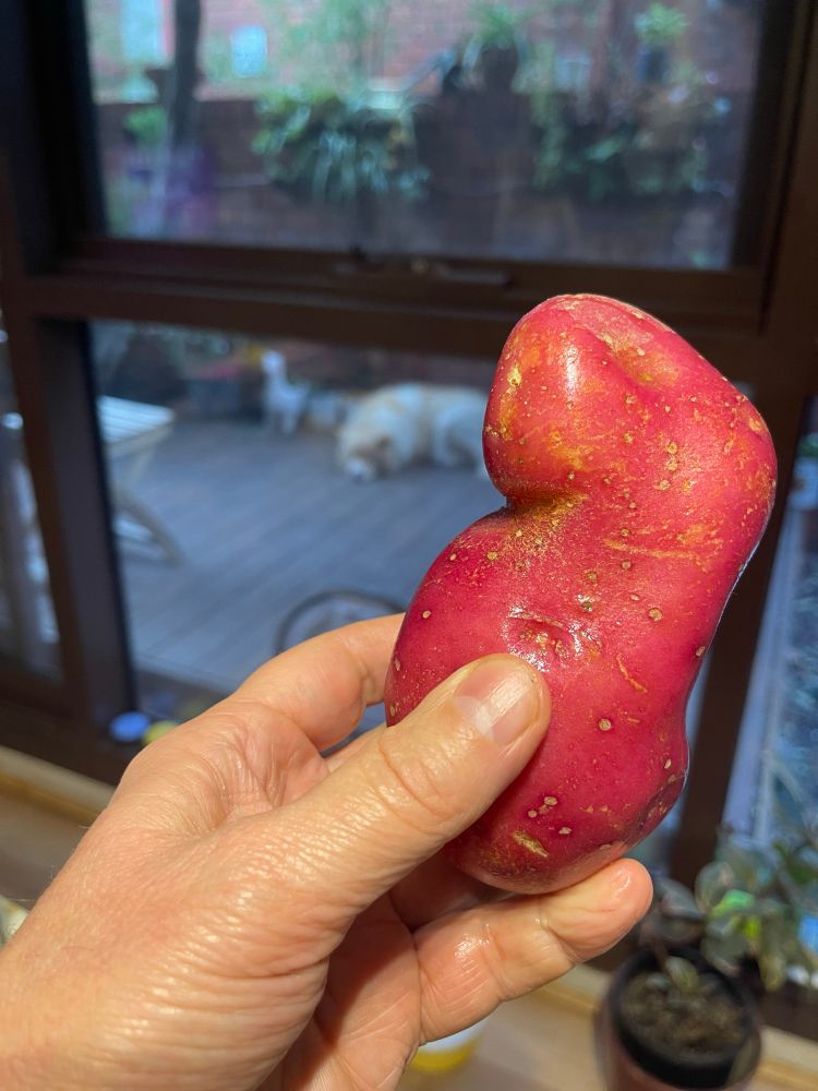 Perry and a potato
