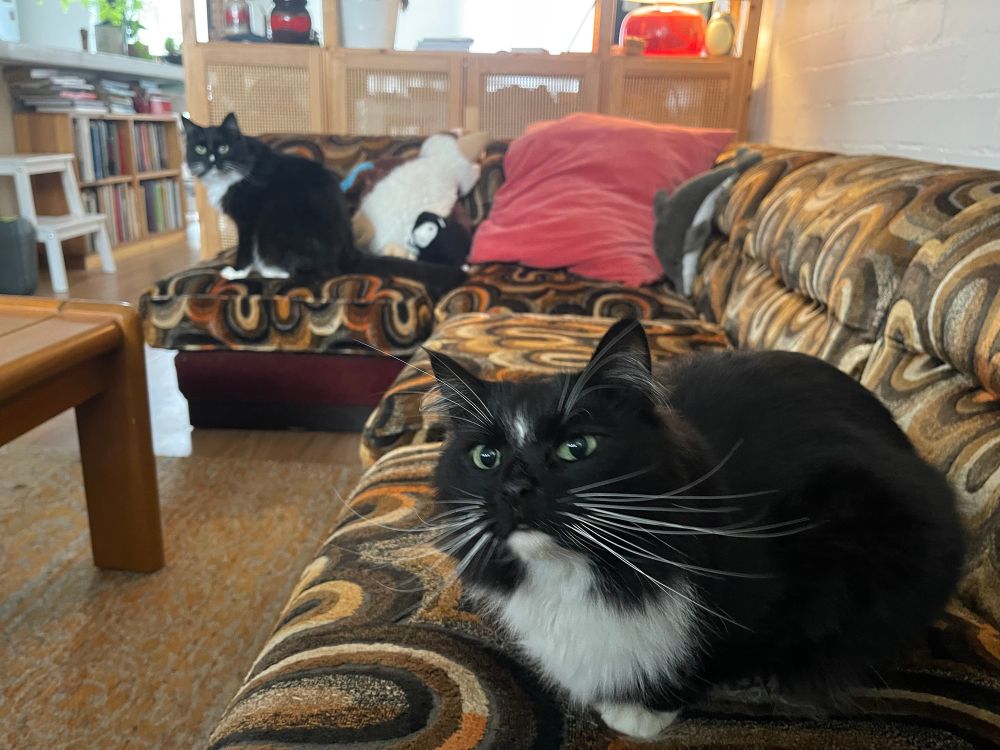 Pompey and chanticleer on their couch