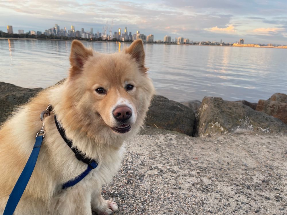 Perry in port Melbourne 