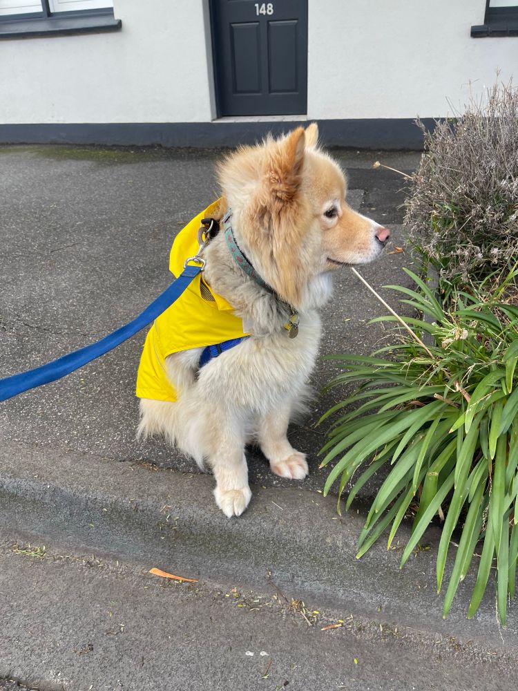Perry in raincoat