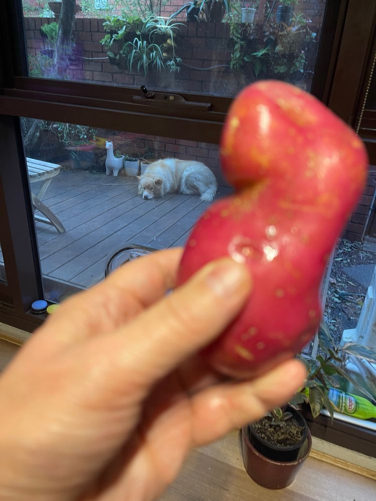 Perry and a potato