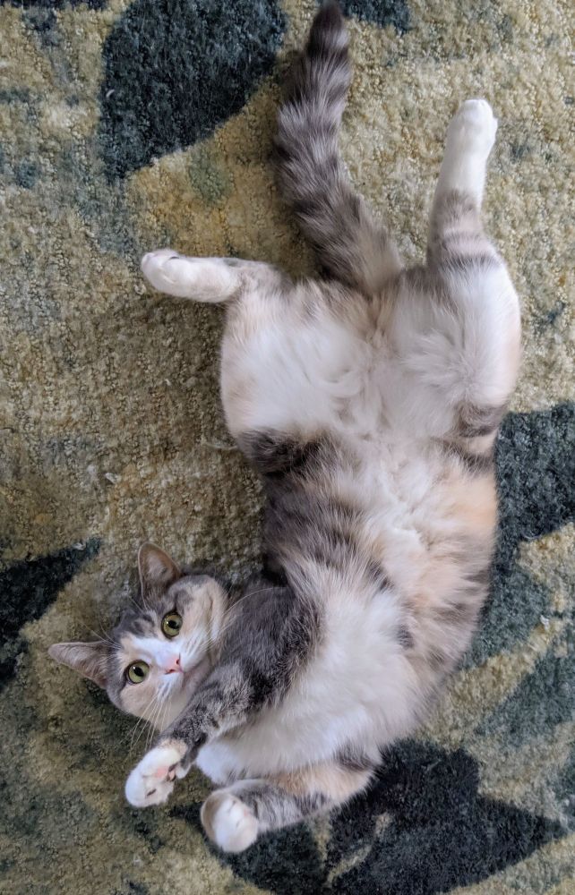 A photo of my cat. She's a dilute calico with stripes, green eyes, and a pink nose. She's rolling around on a leafy green rug, on her back, looking up at the camera cutely. Her belly and paws are mostly white.