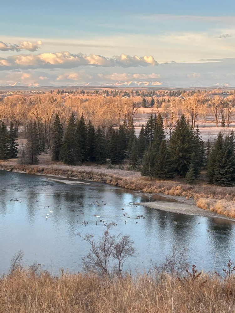 Swans and geese on the Bow River with mountains in the distant background 