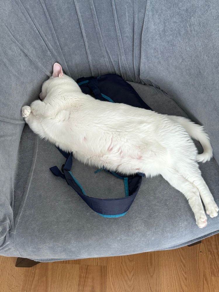 My cat laying down on top of a backpack