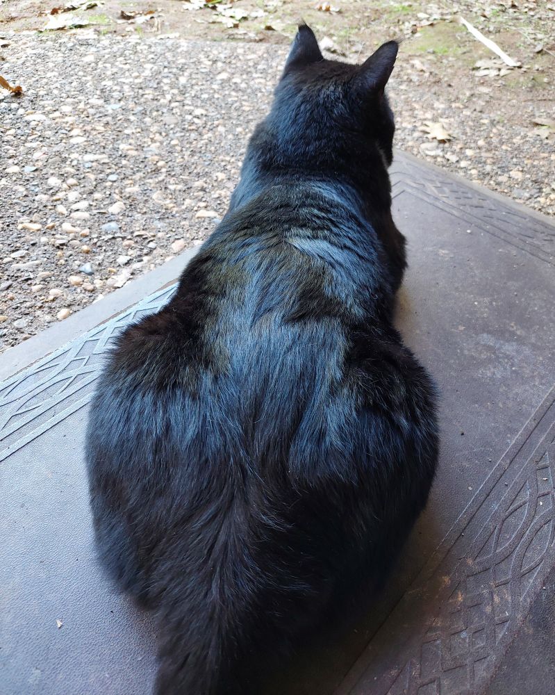 A rear view loaf of Mr. Boots