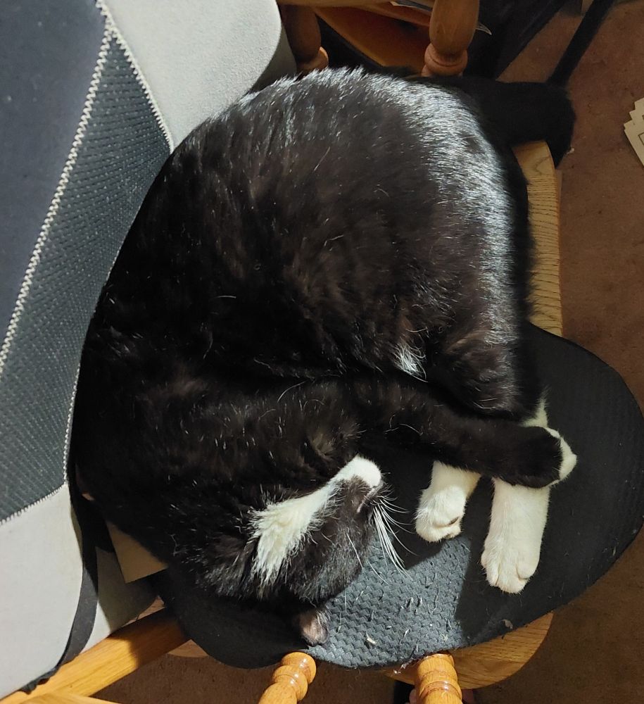 A tuxie kitty shrimping on my chair.