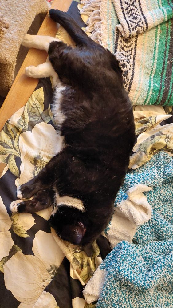 A large black and white kitty passed out on the bed