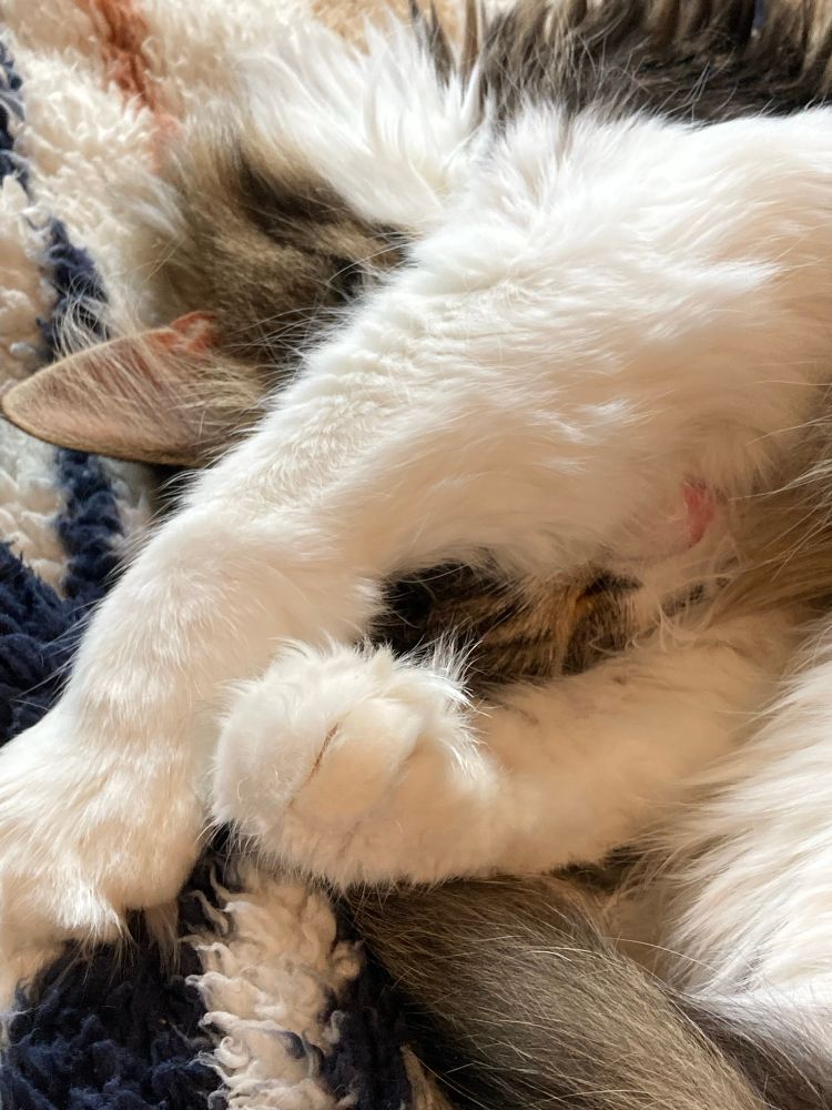 Cat sleeping with front paws over its head. 