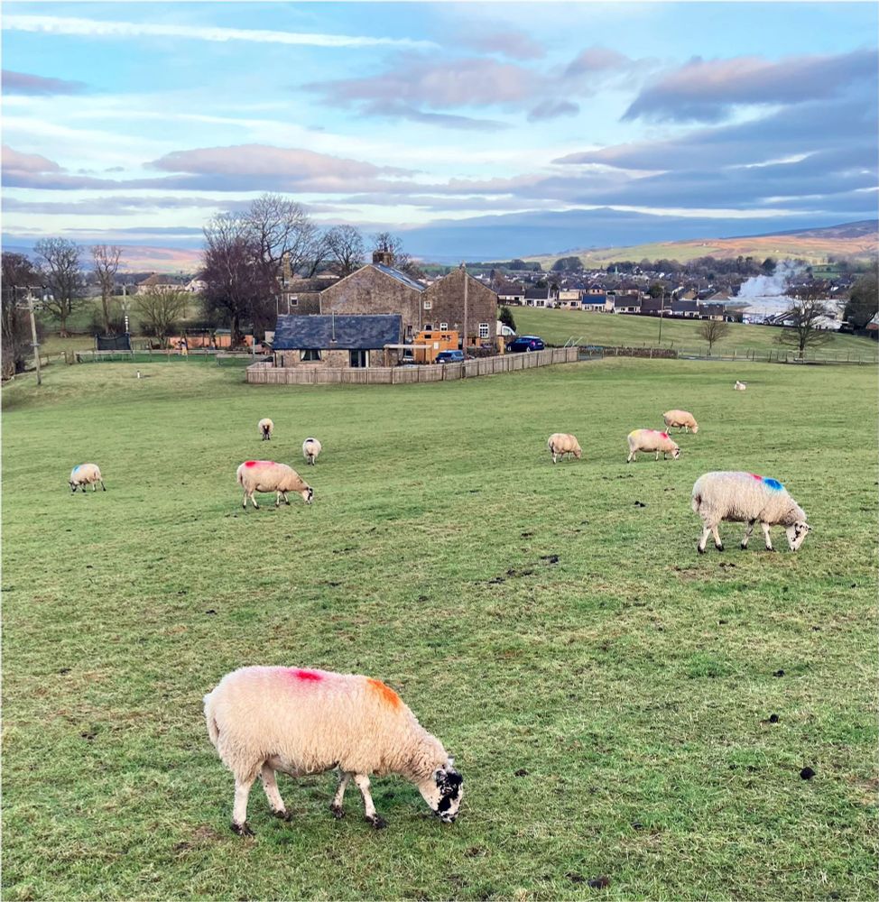 Photograph of sheep against a background of hills and clouds