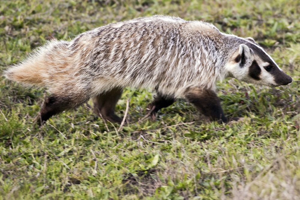 An American badger trotting by