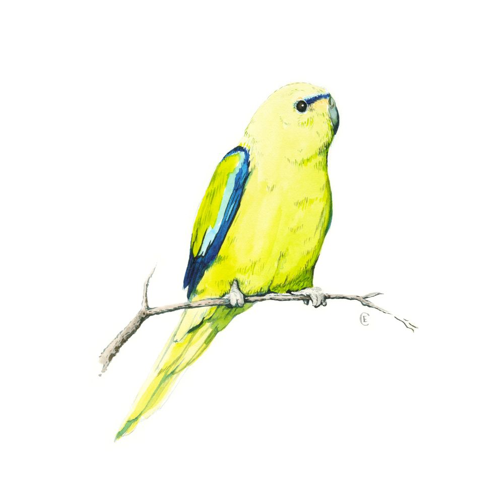 Illustration of elegant parrot in watercolour.