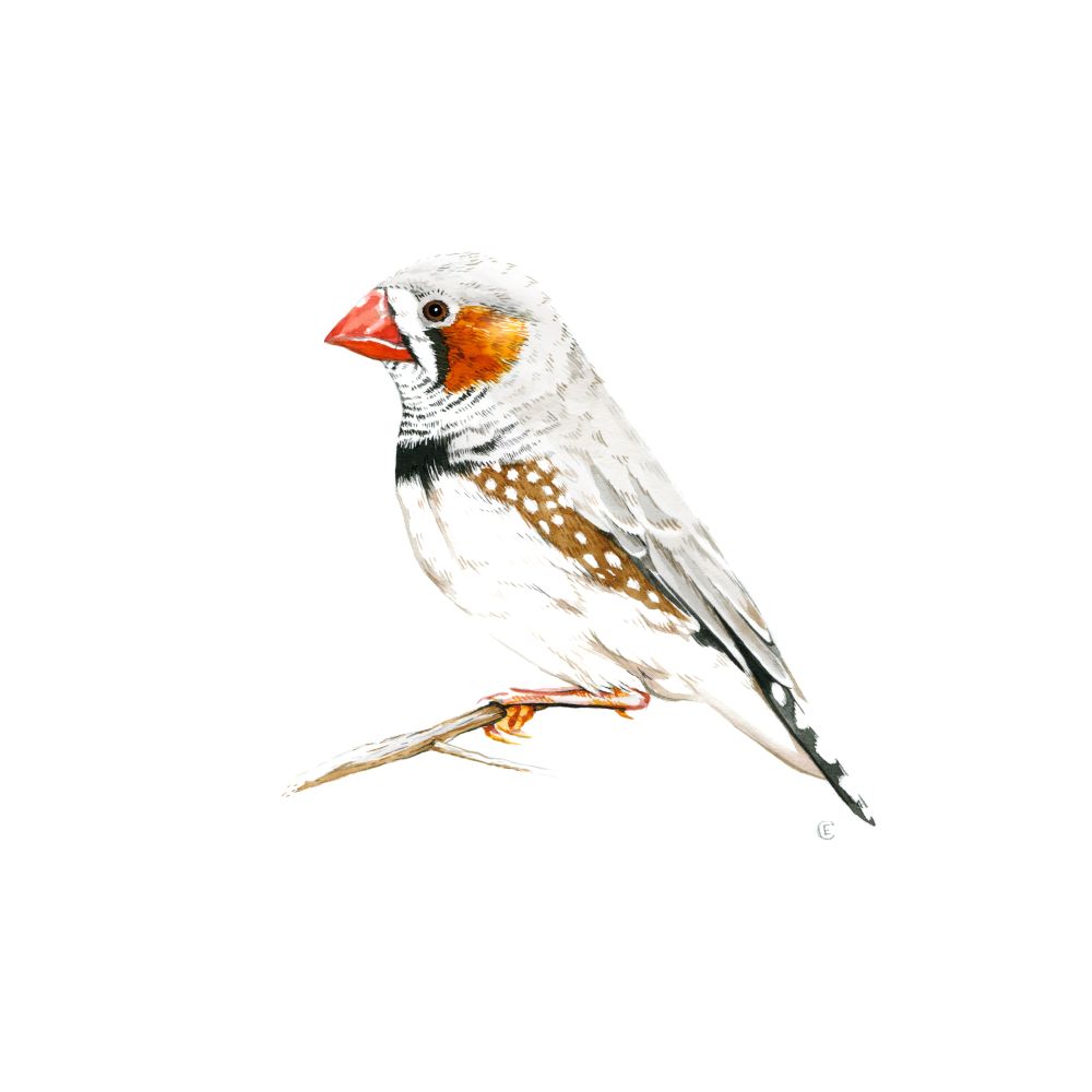Illustration of Zebra Finch in profile.
