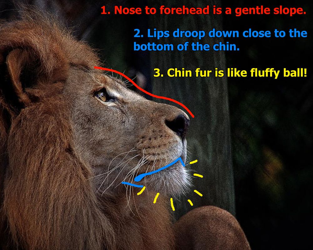 Image of a lion with colored lines depicting shape.

"1. Nose to forehead is a gentle slope.

2. Lips droop down close to the bottom of the chin.

3. Chin fur is like fluffy ball!"