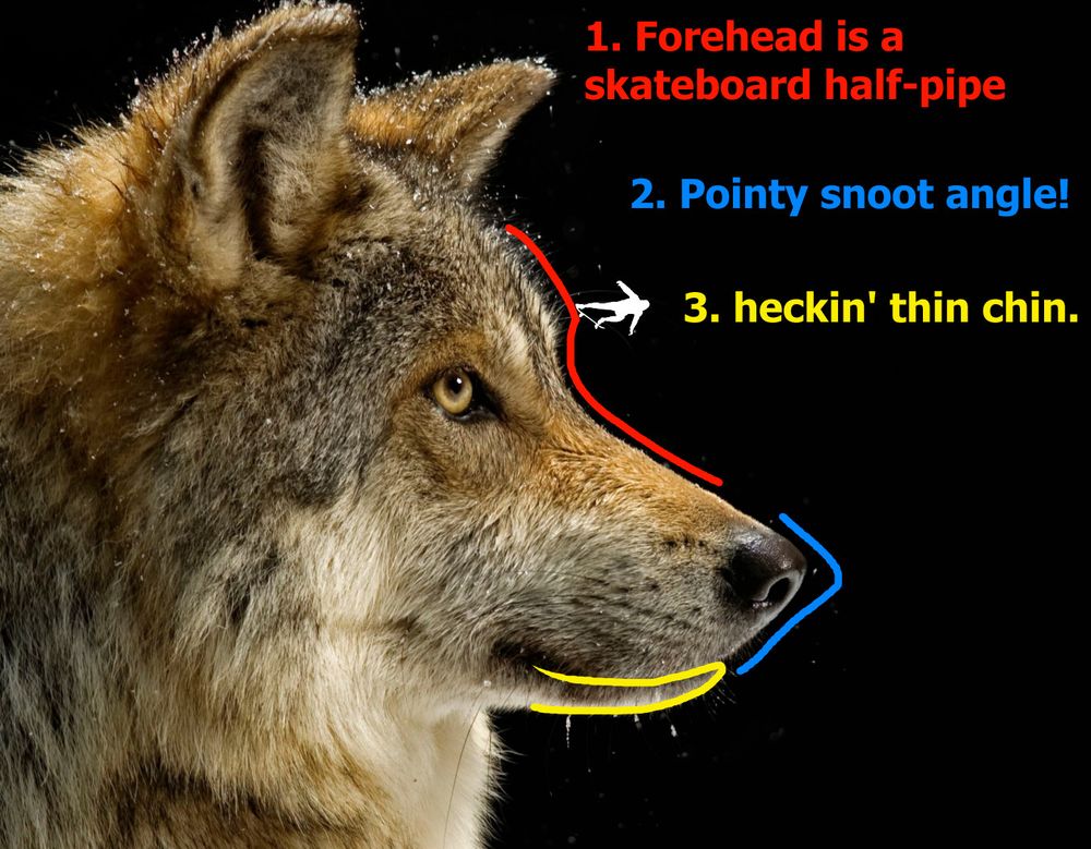 Image of a wolf with colored lines depicting shape.

"1. Forehead is a skateboard half-pipe

2. Pointy snoot angle!

"3. heckin' thin chin."