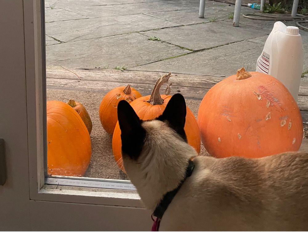 A cat looks out a window, pumpkins of various sizes 