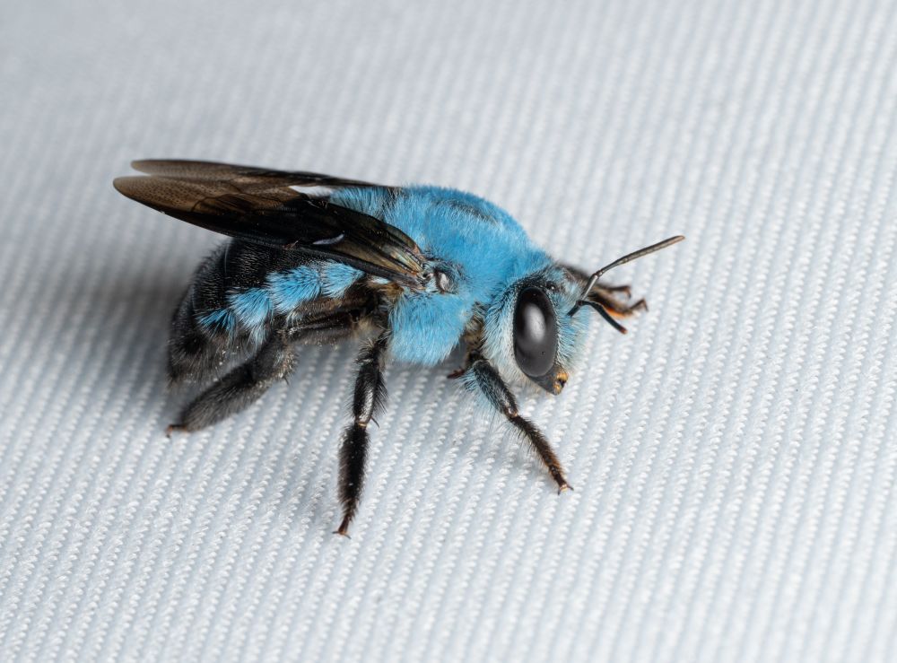 A bee with blue fur