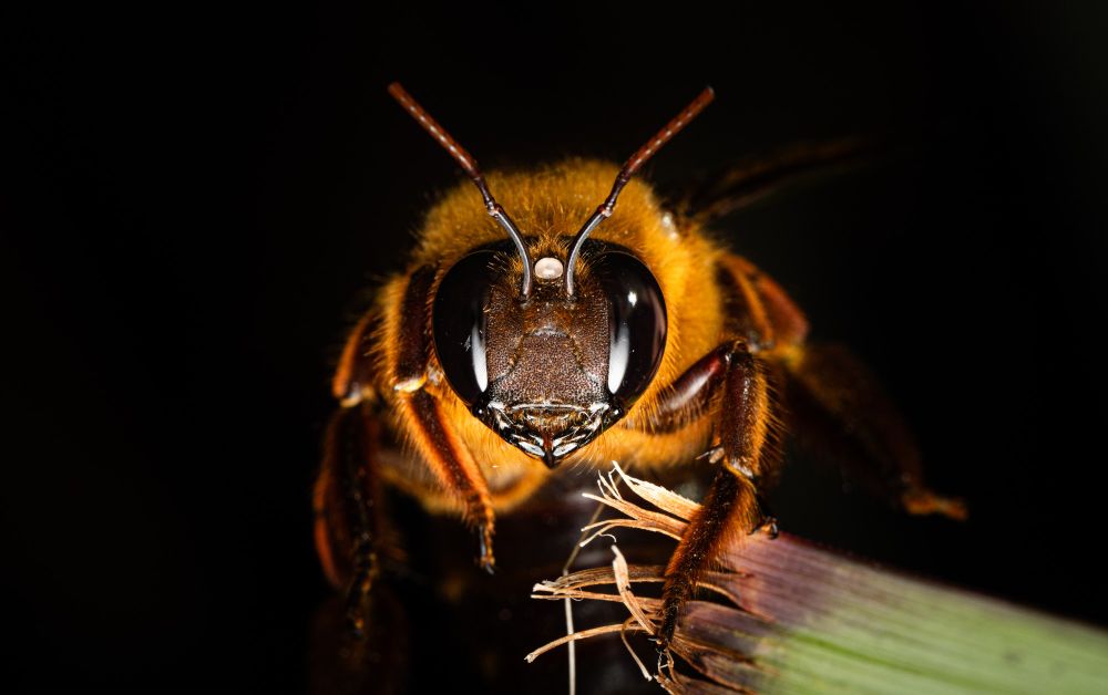This photo is of the face of a large furry orange bee with orange hair and huge black eyes.