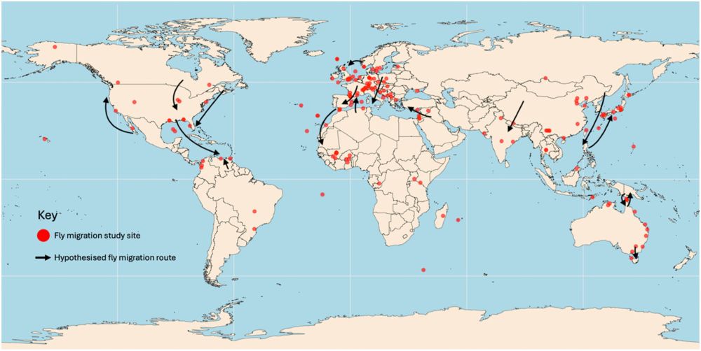 A map of the world showing fly migration study locations and estimated routes