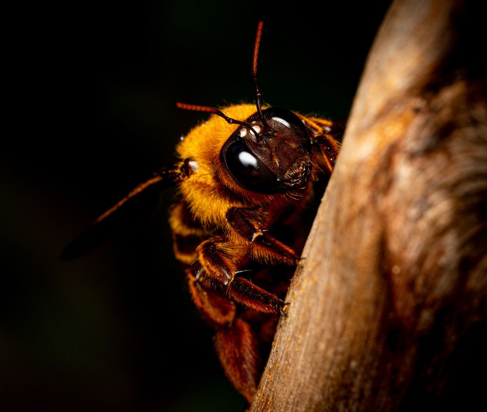 This photo is of a large furry orange bee with orange hair and huge black eyes.