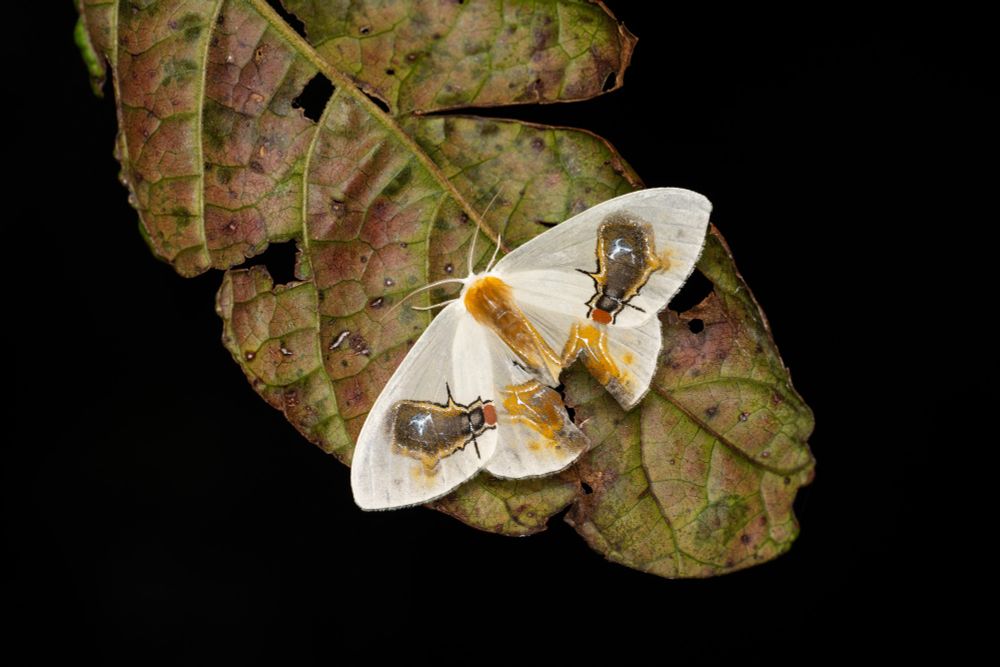 A photo of a white moth on a green leaf in Borneo who mimics bird poo. Including the flies feeding on the bird poo!