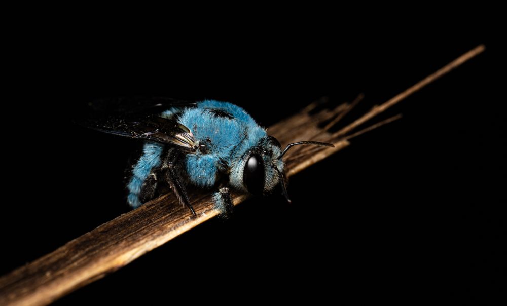 A bee with blue fur