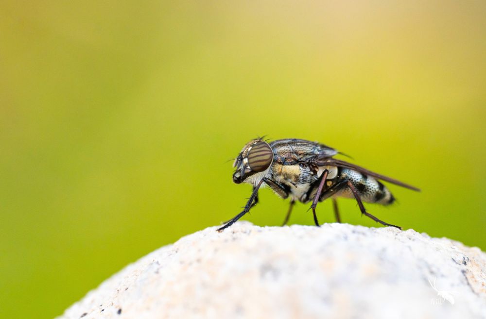 A close up photo of the locust blowfly Stomorhina lunata on a rock. My favourite fly