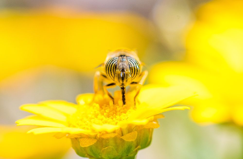 A close up photo of Eristalinus taeniops the stripey eyed hoverfly on a yellow flower in Cyprus